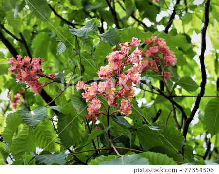 Flowers in Wako Forest Park Flowers in Wako Forest Park 77359306