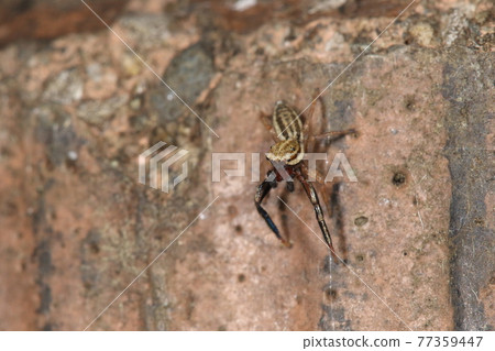 Creature spider spider fly, male. The size is less than 5 mm, the armpit is white and the body looks flat 77359447