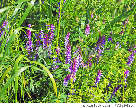 Purple flower hairy vetch that grows in clusters and entangles tendrils 77359480