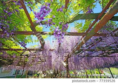 福岡縣田川郡福知町富士寺 77359526