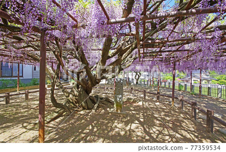 福岡縣田川區福知町定禪寺大藤 77359534