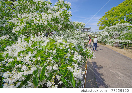 前往文字花盛開的遠賀郡蘆屋町岡之湊神社的參拜道 77359560