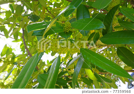Ilex latifolia tree, which is said to be the beginning of postcards Ilex latifolia tree, which is said to be the beginning of postcards 77359568