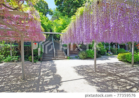 北九州市八幡西區紫藤名勝吉祥寺粉紫紫藤 照片素材 圖片 圖庫