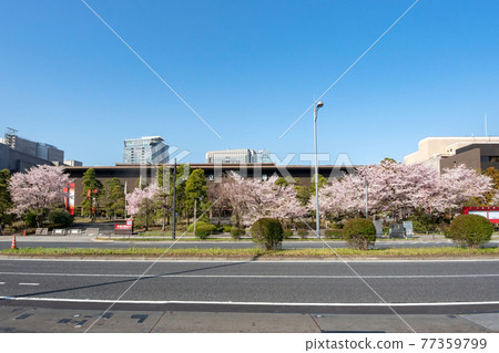 The National Theater in Hayabusa-cho, Chiyoda-ku, Tokyo and the cherry blossom trees in full bloom on Uchibori-dori 77359799