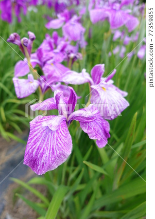 Iris iris 77359855
