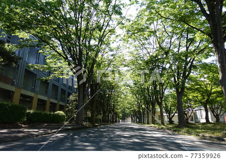 Former Yonezawa High School of Technology Main Building Yamagata University Faculty of Engineering Keyaki Namiki 77359926