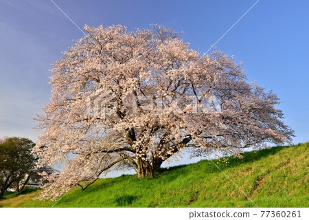 One cherry tree of Izaka Pond 77360261