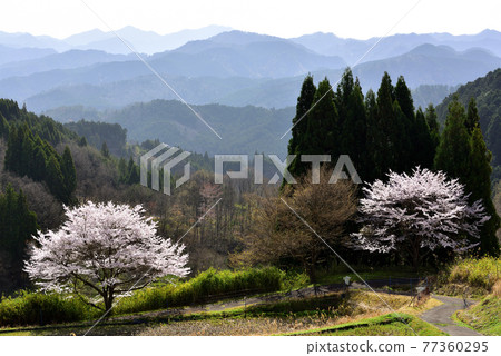 Cherry blossoms in Uda Haibarakaiba Cherry blossoms in Uda Haibarakaiba 77360295