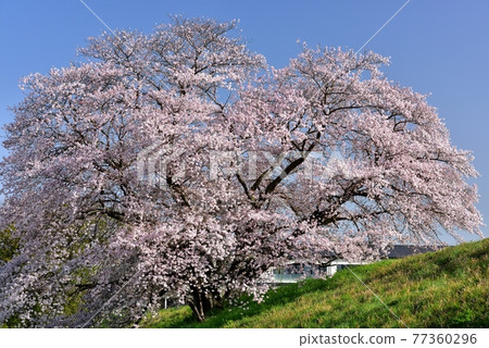 One cherry tree of Izaka Pond One cherry tree of Izaka Pond 77360296