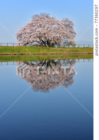 One cherry tree of Izaka Pond 77360297