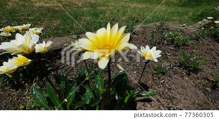 White flowers blooming in the flowerbed White flowers blooming in the flowerbed 77360305