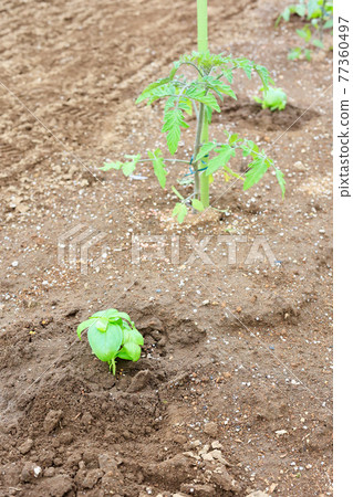 Companion planting basil and tomato cultivation 77360497