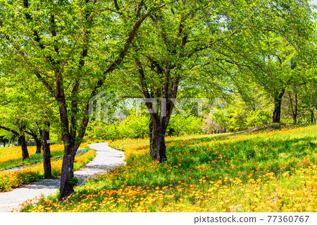 Ohta Hokubu Park, Ota City, Gunma Prefecture (Relaxing Hill) Ohta Hokubu Park, Ota City, Gunma Prefecture (Relaxing Hill) 77360767