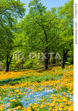 Ohta Hokubu Park, Ota City, Gunma Prefecture (Relaxing Hill) 77360769