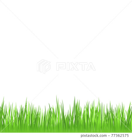 Realistic green meadow grass on white background - Vector Realistic green meadow grass on white background - Vector 77362575