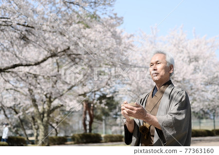 A senior man in a kimono and a cherry blossom in full bloom, singing haiku A senior man in a kimono and a cherry blossom in full bloom, singing haiku 77363160