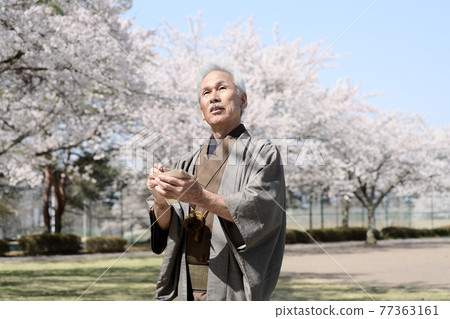 A senior man in a kimono and a cherry blossom in full bloom, singing haiku 77363161