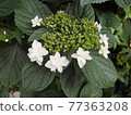 Hydrangea after flowering 77363208