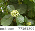 Hydrangea before flowering 77363209
