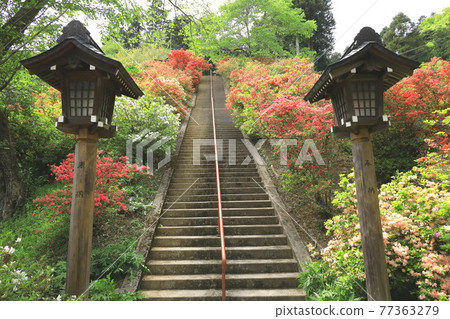 Azaleas at Atago Shrine in Ome City Azaleas at Atago Shrine in Ome City 77363279