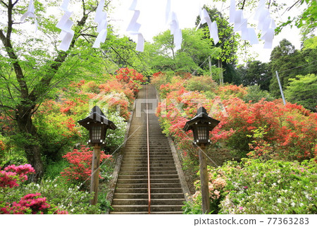 Azaleas at Atago Shrine in Ome City 77363283