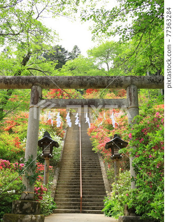 Azaleas at Atago Shrine in Ome City 77363284