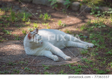 在公園的樹蔭下放鬆的野雞白區貓(神奈川縣橫濱市三溪園) 在公園的樹蔭下放鬆的野雞白區貓(神奈川縣橫濱市三溪園) 77363337