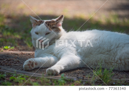 Pheasant white area cat relaxing in the shade of a park (Sankeien, Yokohama City, Kanagawa Prefecture) Pheasant white area cat relaxing in the shade of a park (Sankeien, Yokohama City, Kanagawa Prefecture) 77363340