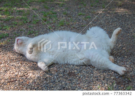 Pheasant white area cat relaxing in the shade of a park (Sankeien, Yokohama City, Kanagawa Prefecture) Pheasant white area cat relaxing in the shade of a park (Sankeien, Yokohama City, Kanagawa Prefecture) 77363342