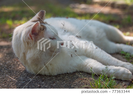 Pheasant white area cat relaxing in the shade of a park (Sankeien, Yokohama City, Kanagawa Prefecture) Pheasant white area cat relaxing in the shade of a park (Sankeien, Yokohama City, Kanagawa Prefecture) 77363344