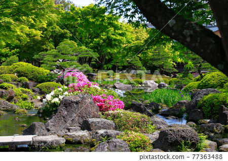 日本庭園的春天 77363488