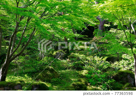 苔蘚花園 77363598