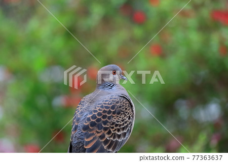 Turtledove Turtledove 77363637