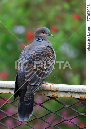 斑鳩 77363638