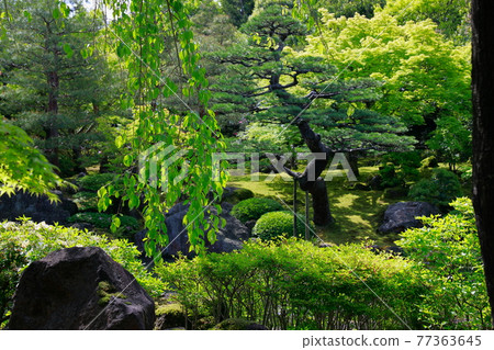 春天清新的綠色日本花園 77363645