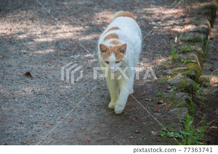 Friendly brown-white local cats living in the park (Sankeien, Yokohama City, Kanagawa Prefecture) Friendly brown-white local cats living in the park (Sankeien, Yokohama City, Kanagawa Prefecture) 77363741