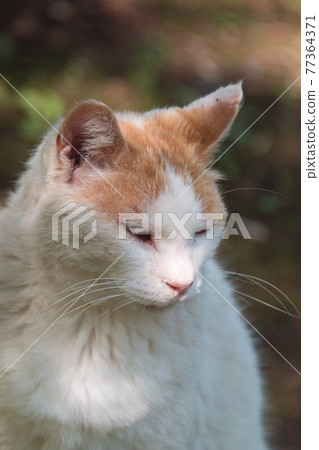 Portrait of a brown-white local cat living in a park (Sankeien, Yokohama City, Kanagawa Prefecture) Portrait of a brown-white local cat living in a park (Sankeien, Yokohama City, Kanagawa Prefecture) 77364371