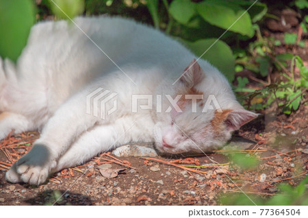 A brown-white local cat that sleeps soundly in a corner of the park (Sankeien, Yokohama City, Kanagawa Prefecture) A brown-white local cat that sleeps soundly in a corner of the park (Sankeien, Yokohama City, Kanagawa Prefecture) 77364504