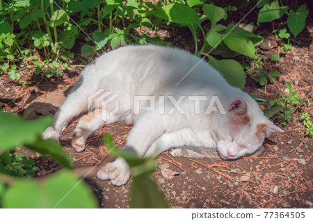 A brown-white local cat that sleeps soundly in a corner of the park (Sankeien, Yokohama City, Kanagawa Prefecture) A brown-white local cat that sleeps soundly in a corner of the park (Sankeien, Yokohama City, Kanagawa Prefecture) 77364505