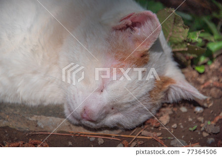 A brown-white local cat that sleeps soundly in a corner of the park (Sankeien, Yokohama City, Kanagawa Prefecture) A brown-white local cat that sleeps soundly in a corner of the park (Sankeien, Yokohama City, Kanagawa Prefecture) 77364506