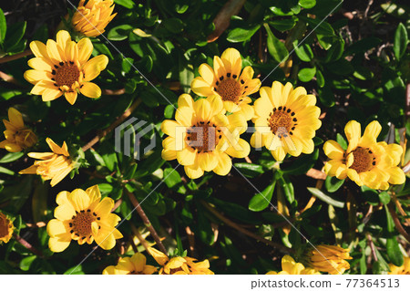 Yellow little flower Yellow little flower 77364513