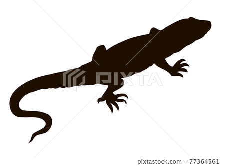 Lizard. Vector drawing 77364561