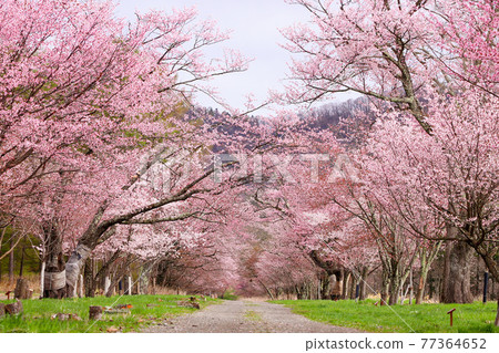 Hokkaido 20th Road Sakura Tunnel Hokkaido 20th Road Sakura Tunnel 77364652
