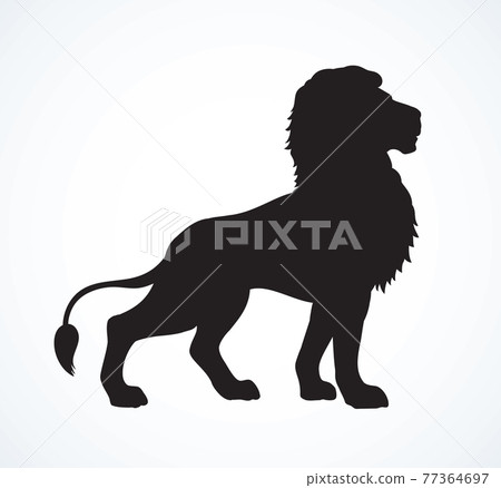 Lion. Vector drawing 77364697