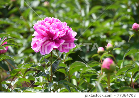 Peony peony (Shaku) 77364708