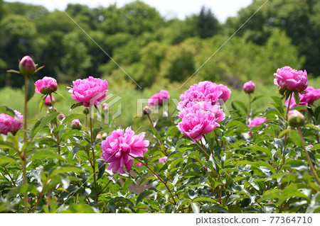 Peony peony (Shaku) 77364710