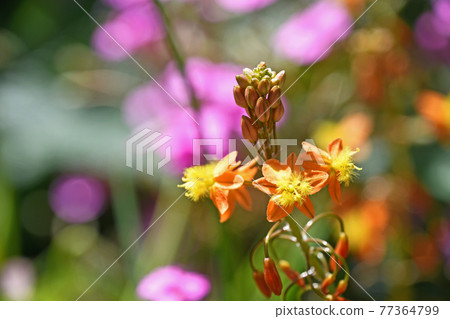 Flower aloe and pink-sorrel 77364799