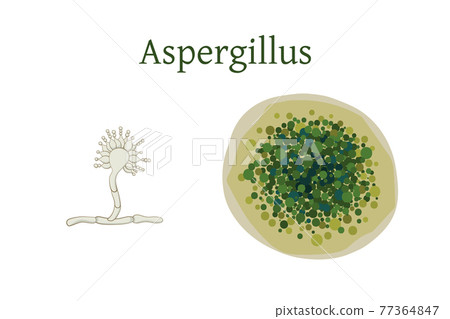 Aspergillus mold vector illustration isolated on white background. 77364847