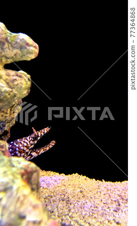 Moray eel peeking from behind a rock Moray eel peeking from behind a rock 77364868